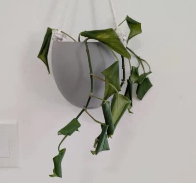 A trailing houseplant in a hanging pot